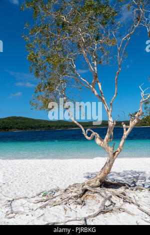 Arbre sur la plage du lac McKenzie sur Fraser Island Banque D'Images