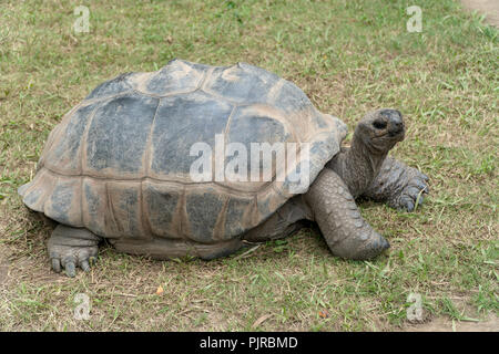 Portrait d'une tortue géante Banque D'Images