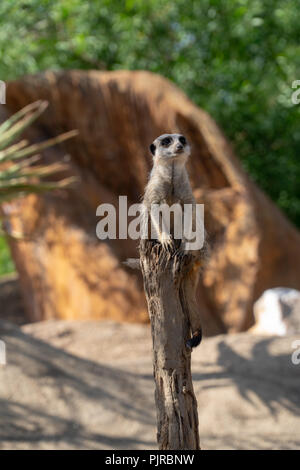 Meerkat se dresse sur une tribu et veille Banque D'Images