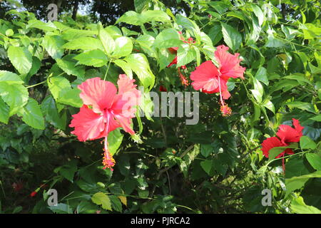 Fleur d'hibiscus de couleur rouge (joba ful) avec feuilles de plantes floues.fleur de joba de couleur rose et rouge.fleur d'hibiscus rouge Blooming.Hibiscus rosa-sinensis. Banque D'Images