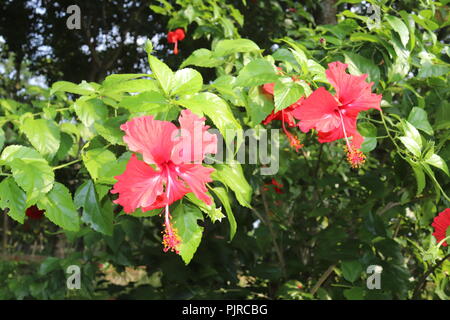 Fleur d'hibiscus de couleur rouge (joba ful) avec feuilles de plantes floues.fleur de joba de couleur rose et rouge.fleur d'hibiscus rouge Blooming.Hibiscus rosa-sinensis. Banque D'Images