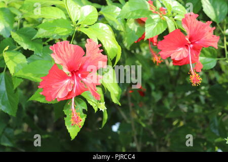 Fleur d'hibiscus de couleur rouge (joba ful) avec feuilles de plantes floues.fleur de joba de couleur rose et rouge.fleur d'hibiscus rouge Blooming.Hibiscus rosa-sinensis. Banque D'Images