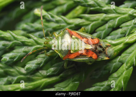 Cyphostethus tristriatus Shieldbug (Juniper) reposant sur Lawson Cypress tree. Tipperary, Irlande Banque D'Images