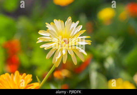 Libre tourné en fleurs fleur de chrysanthème jaune. Banque D'Images