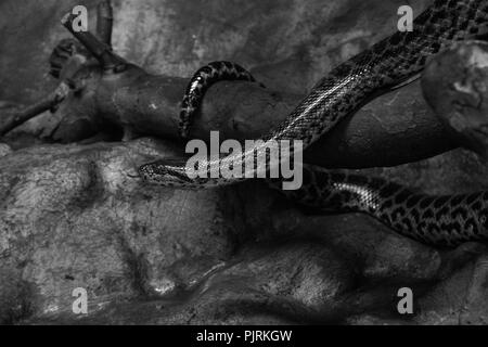 Gracieux mais dangereux, ce serpent glisse à travers les ombres, capturé dans un contraste noir et blanc saisissant. Banque D'Images