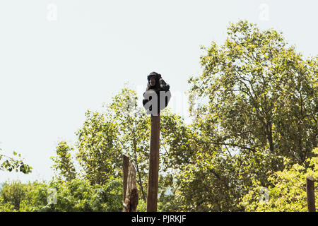 Singe sur un arbre Banque D'Images