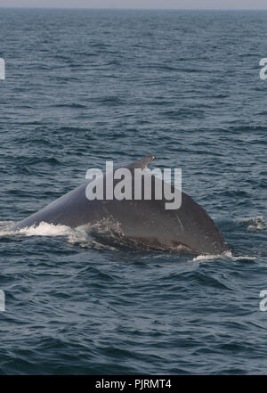 Une baleine à bosse surfaces dans le Massachusetts Bay au large de la côte de Newburyport, Massachusetts, USA, sur un après-midi de fin d'été. Banque D'Images