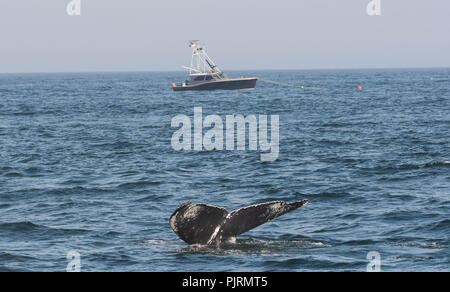 Une baleine à bosse se retourne sa queue au-dessus de la surface dans le Massachusetts Bay, avec un bateau de pêche dans l'arrière-plan. Banque D'Images