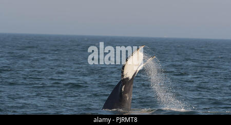 Une baleine à bosse se retourne sa queue au-dessus de la surface dans le Massachusetts Bay, au large de Newburyport, Massachusetts, USA. Banque D'Images