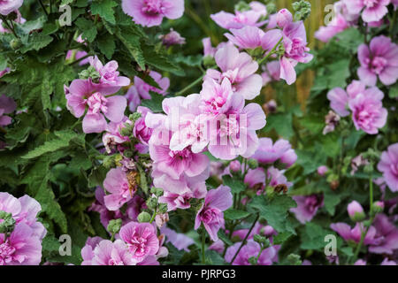 Fleurs roses sur un arbuste Banque D'Images