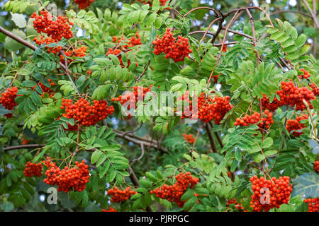Fruits rouges mûrs de rowan européen ou de frêne de montagne, Sorbus aucuparia Banque D'Images