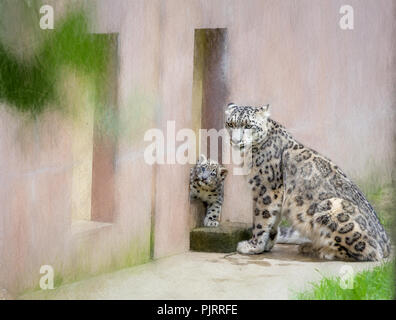Un léopard des neiges et son petit dans un zoo dans le New Jersey. Banque D'Images