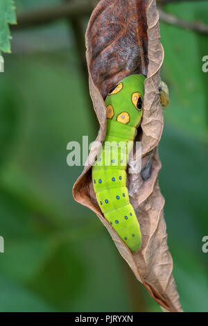 Caterpillar Spicebush swallowtail sur feuille spicebush Banque D'Images