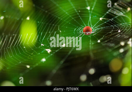 Basket Ball entrant dans le centre d'une araignée Banque D'Images