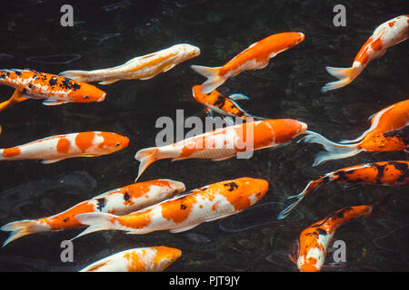 Poissons Carpes koï (Cyprinus carpio) japonais de belles variations de couleurs utilisée comme illustration d'arrière-plan Banque D'Images