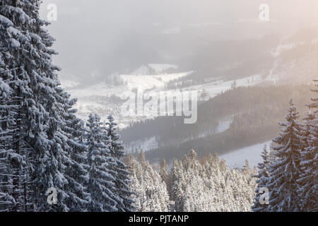 Mince haut pins, pentes de neige et un village chez les conifères dans une froide journée ensoleillée Banque D'Images