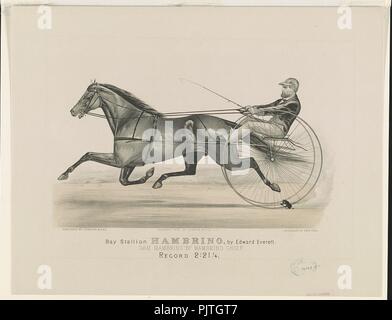 Hambrino étalon baie, par Edward Everett Banque D'Images