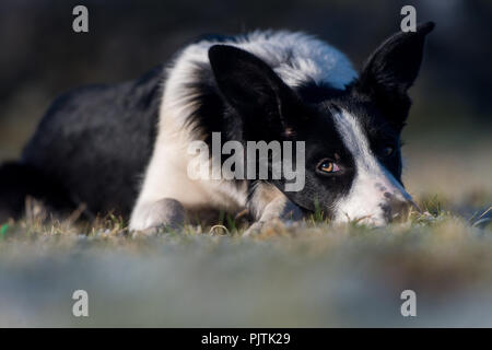 Le chien de berger Border Collie prévue dans le champ regarder attentivement les moutons. Le Yorkshire, UK. Banque D'Images