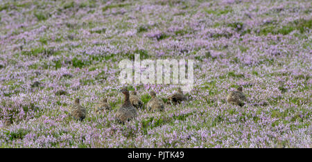 Le Lagopède des saules, Lagopus lagopus scotica, avec une couvée de poussins sur une lande de bruyère, North Yorkshire, UK. Banque D'Images