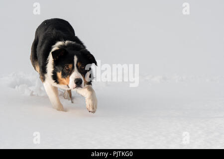 Le chien de berger Border Collie travaillant dans un champ couvert de neige moutons regardant intensément. Le Yorkshire, UK. Banque D'Images