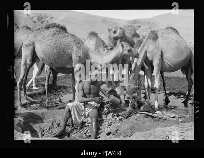 Bersabée et environs. La Bière (Saba). Wadi Shria. Arrosage des chameaux dans un 'Aba'. Vêtement extérieur bédouin Banque D'Images