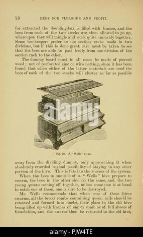 Les abeilles pour le plaisir et profit (page 78) Banque D'Images