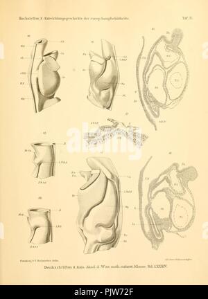 Beiträge zur Entwicklungsgeschichte der europäischen Sumpfschildkröte (Emys lutaria Marsili) Banque D'Images