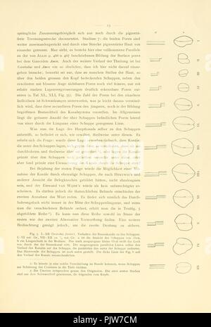 Beiträge zur morphologie des skeletes der dipnoer (page 13, fig. 5) Banque D'Images