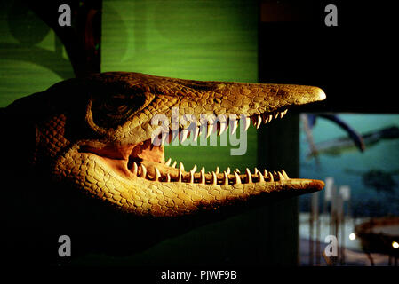 La galerie des dinosaures à l'intérieur de l'Institut Royal des Sciences Naturelles de Belgique à Bruxelles (Belgique, 05/1993) Banque D'Images
