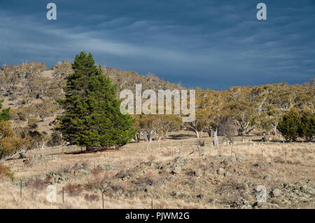 Australian bush contre un sombre ciel d'orage dans la région des Snowy Mountains Banque D'Images