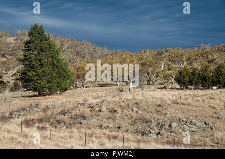 Australian bush contre un sombre ciel d'orage dans la région des Snowy Mountains Banque D'Images