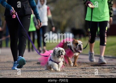 Montevideo, Uruguay. Sep 8, 2018. Les propriétaires et leurs chiens prendre part à la course 'Pet' à Montevideo, capitale de l'Uruguay, le 8 septembre 2018. Crédit : Nicolas Celaya/Xinhua/Alamy Live News Banque D'Images