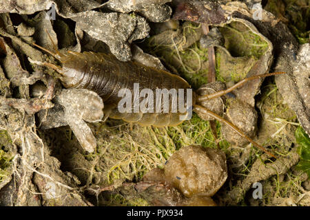 Une mer Slater, Ligia oceanica, photographié de nuit sur les rochers et les algues de l'eau dans un chenal de marée près de l'Île de Portland et plage de Chesil D Banque D'Images