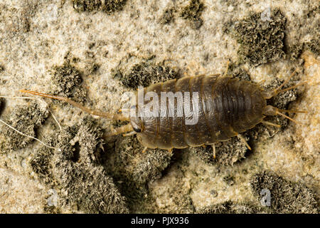Une mer Slater, Ligia oceanica, photographié de nuit sur les rochers et les algues de l'eau dans un chenal de marée près de l'Île de Portland et plage de Chesil D Banque D'Images