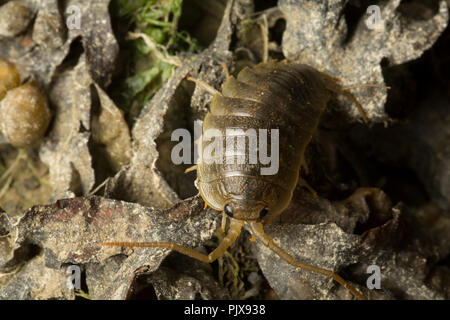 Une mer Slater, Ligia oceanica, photographié de nuit sur les rochers et les algues de l'eau dans un chenal de marée près de l'Île de Portland et plage de Chesil D Banque D'Images