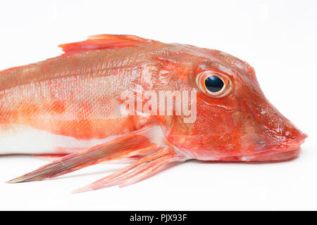 Un grondin rouge, Chelidonichthys cuculus, pris sur la tige et la pêche en ligne à partir de la plage de Chesil dans Dorset England UK GB. Photographié sur une zone blanche Banque D'Images