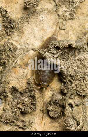Une mer Slater, Ligia oceanica, photographié de nuit sur les rochers et les algues de l'eau dans un chenal de marée près de l'Île de Portland et plage de Chesil D Banque D'Images
