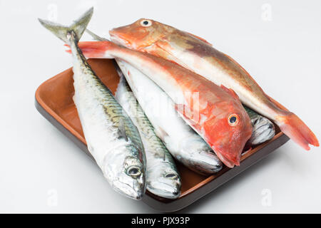 Quatre, maquereau Scomber scombrus, un rouge, le grondin Chelidonichthys cuculus (centre) et d'un Grondin, Chelidonichthys lucerna (arrière) plage pris fi Banque D'Images