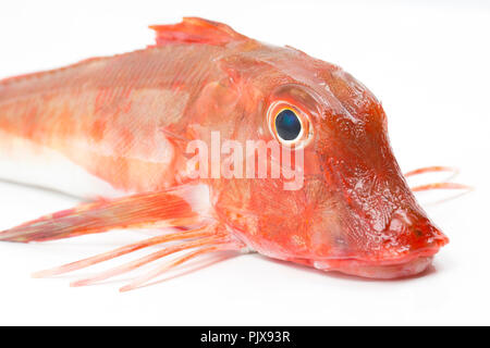 Un grondin rouge, Chelidonichthys cuculus, pris sur la tige et la pêche en ligne à partir de la plage de Chesil dans Dorset England UK GB. Photographié sur une zone blanche Banque D'Images