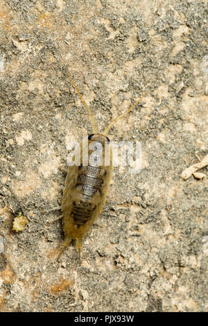 Une mer Slater, Ligia oceanica, photographié de nuit sur des rochers à marée basse dans un chenal de marée près de l'Île de Portland et plage de Chesil Dorset Englan Banque D'Images