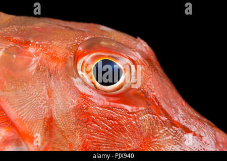 Un grondin rouge, Chelidonichthys cuculus, pris sur la tige et la pêche en ligne à partir de la plage de Chesil dans Dorset England UK GB. Photographié sur une zone noire Banque D'Images