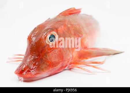 Un grondin rouge, Chelidonichthys cuculus, pris sur la tige et la pêche en ligne à partir de la plage de Chesil dans Dorset England UK GB. Photographié sur une zone blanche Banque D'Images