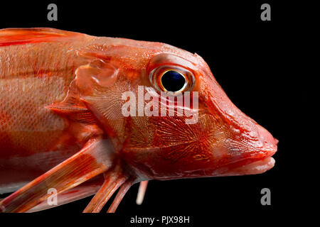 Un grondin rouge, Chelidonichthys cuculus, pris sur la tige et la pêche en ligne à partir de la plage de Chesil dans Dorset England UK GB. Photographié sur une zone noire Banque D'Images