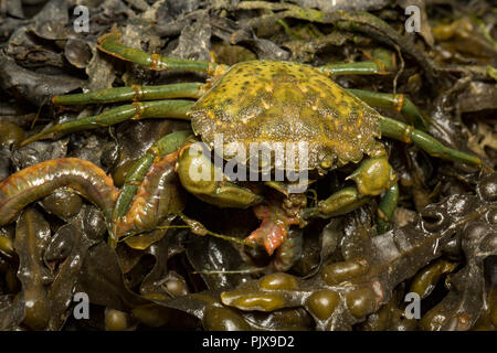 Un crabe vert, Carcinus maenas, sur les roches exposées et les algues se nourrissent d'une jetée king ragworm qu'il avait utilisé comme appât de pêche. Dorset Engla Banque D'Images