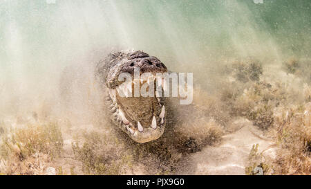 Saltwater crocodile américain avec mâchoires ouvertes, banques, Chinchorro Mexique Banque D'Images