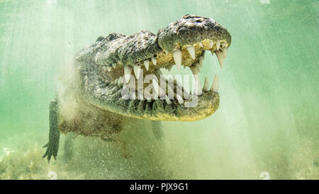 Saltwater crocodile américain avec mâchoires ouvertes, banques, Chinchorro Mexique Banque D'Images