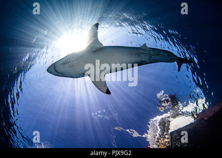 Grand requin blanc sous diver sur bateau, Guadalupe, Mexique Banque D'Images