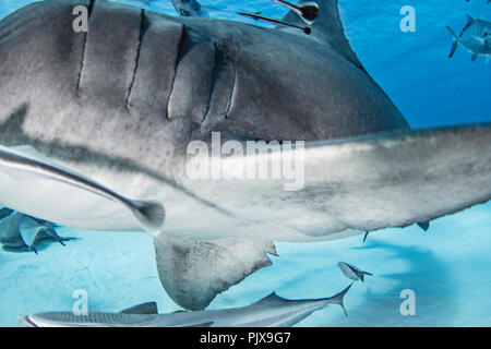 Grand requin marteau, d'autres poissons en arrière-plan, Alice Town, Bimini, Bahamas Banque D'Images