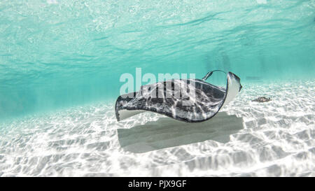 Le sud de stingray, Cozumel, Quintana Roo, Mexique Banque D'Images