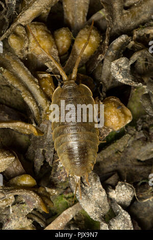 Une mer Slater, Ligia oceanica, photographié de nuit sur les rochers et les algues de l'eau dans un chenal de marée près de l'Île de Portland et plage de Chesil D Banque D'Images
